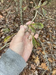 Crataegus crus-galli