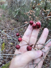 Crataegus crus-galli