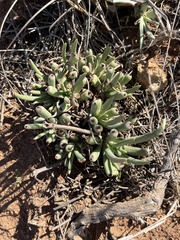 Dudleya edulis