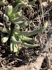 Dudleya edulis