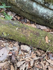 Callicladium imponens