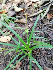 Carex scabrata