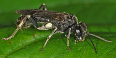 Macrophya ribis