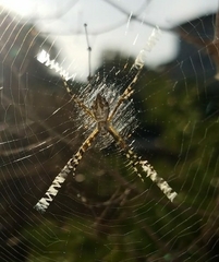 Argiope argentata