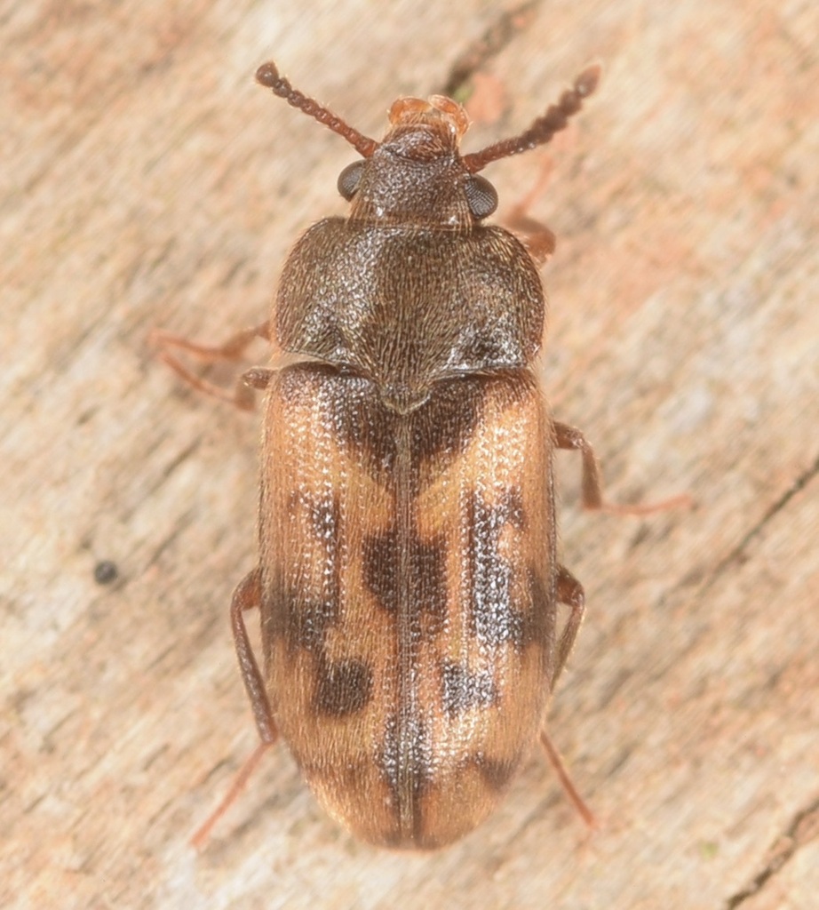 Multi-spotted Hairy Fungus Beetle