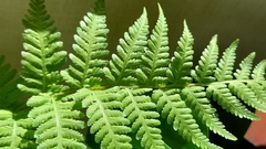 Macrothelypteris torresiana