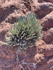 Dudleya edulis
