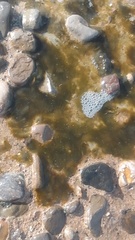 Womersleyella setacea