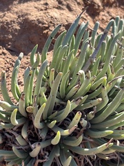 Dudleya edulis