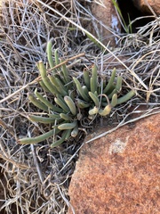 Dudleya edulis