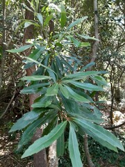 Brabejum stellatifolium