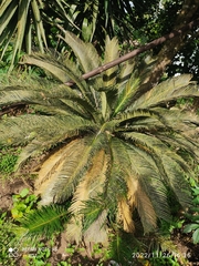 Cycas revoluta