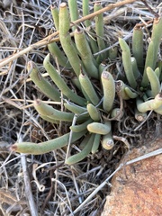 Dudleya edulis