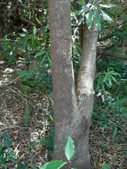 Brabejum stellatifolium