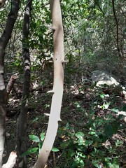 Ochna arborea