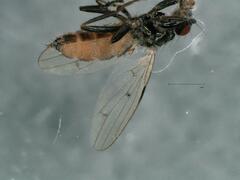 Sphaeroceridae