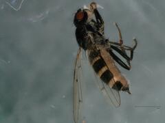 Sphaeroceridae