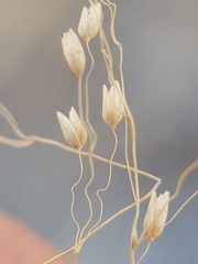 Tricholaena monachne