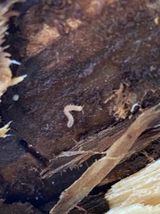 Cleidogona