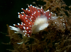 Coryphella