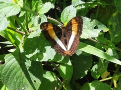 Adelpha cytherea