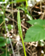Ophioglossum pusillum