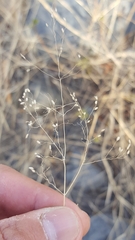 Tricholaena monachne