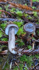 Lactarius pseudomucidus