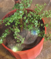 Portulacaria