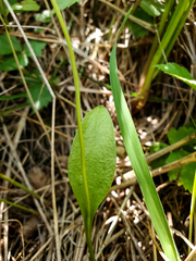 Ophioglossum pusillum