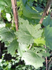 Hibiscus calyphyllus