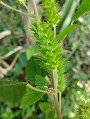 Acalypha arvensis