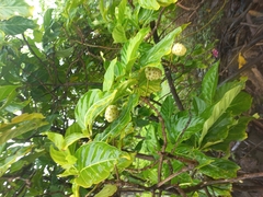 Morinda