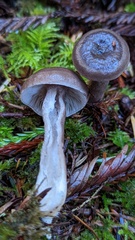 Lactarius pseudomucidus