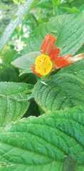 Chrysothemis pulchella