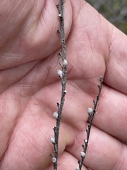 Lithospermum tuberosum