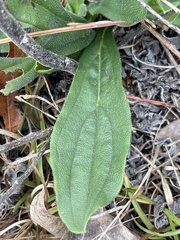 Lithospermum tuberosum
