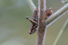 Paraidemona