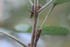 Paraidemona