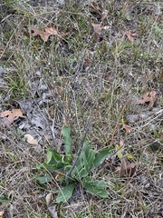 Lithospermum tuberosum