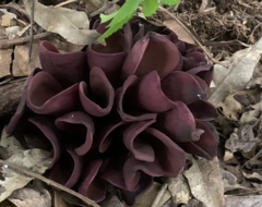 Wynnea americana