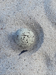 Charadrius marginatus