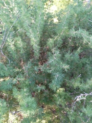 Asparagus suaveolens