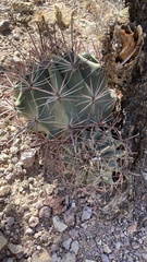 Ferocactus