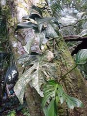 Monstera adansonii