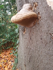 Fomes fomentarius