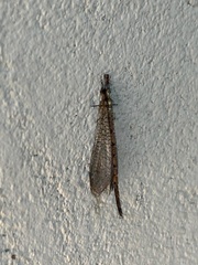 Austroleon immitis