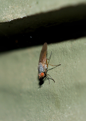 Tephrochlamys rufiventris