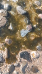 Womersleyella setacea
