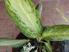 Aglaonema commutatum